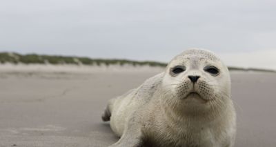 Public urged not to throw injured seals into water